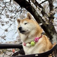 お散歩