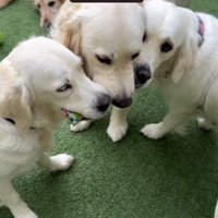 おもちゃをくわえる3匹の大型犬たち