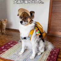 気合いを入れてお散歩に