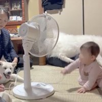 近づいてくる赤ちゃんを見る犬