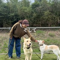 他の犬と一緒に散歩する犬