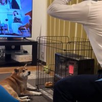 暖を取りながら見守るこじろー君