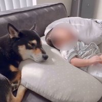 麦ちゃんと茶々ちゃんと赤ちゃん2