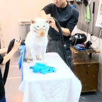 体を拭かれて部屋中に舞い散る犬の抜け毛