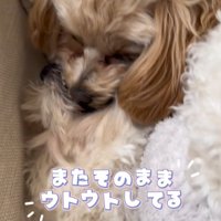 ボールを取り合う小型犬達