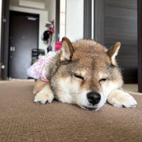 ウトウト