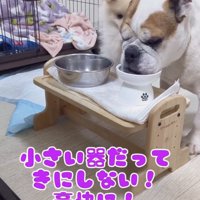 わたちゃん、「お手本」を凝視