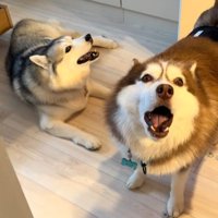 ブルちゃんとベルちゃんの日常4