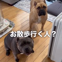散歩に誘ってもらう中型犬達