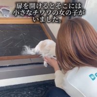 玄関で出迎える犬