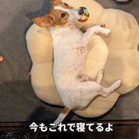 クッションの上で寝転がる犬