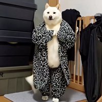 胸元に手を動かして踊る犬