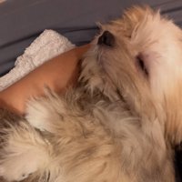 腕枕で眠るのがお気に入り