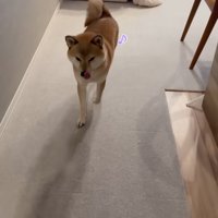 帰宅した飼い主を迎えにきた犬