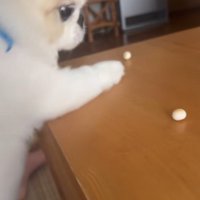 ボーロを食べたいワンコ⑩