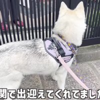 犬嫌いなおばあちゃんの家へ