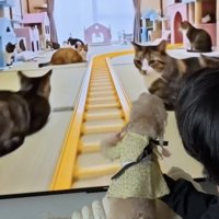 「猫、多すぎぃ」