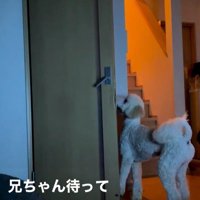 ますお君の人間のような行動5