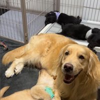 たのちゃんと赤ちゃん犬7