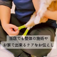 動かなくなった犬の後ろ足をマッサージするスタッフ