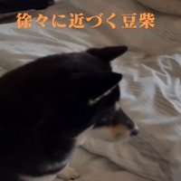 リコちゃんのそばまで近づくミヤビちゃん