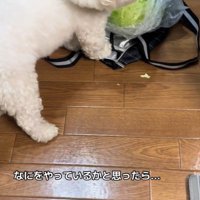 おから君の行動2