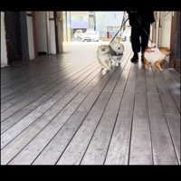 歩く3匹の犬1