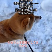 手袋を落とした飼い主さん