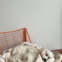 毛布に包まれて眠る犬