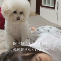 ブチギレのぷぷちゃん