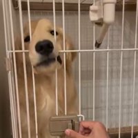 顔が挟まれるかやちゃん