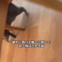 猫の足1