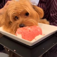 皿に乗った大きなおやつを食べる犬