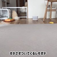 ついていくレモンさん＆待っているポテチくん