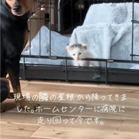 振り向く犬