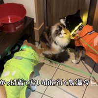 カッパを着ていないのに散歩行く気満々な猫