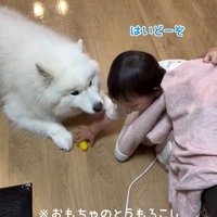 おままごとに付き合うこはくちゃん