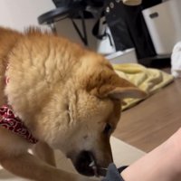輪ゴムをくわえるそら君