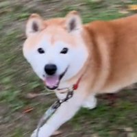 笑顔で歩く犬