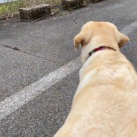 ゴンちゃんはいい子で待機