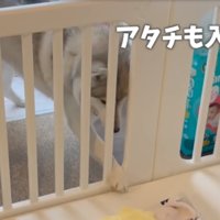 柵の中を覗く犬