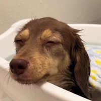 いつものバスタブが…