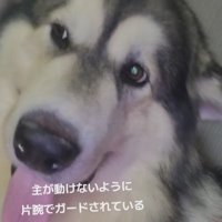 ぽてまるちゃんの姿が…