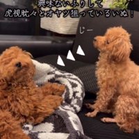 おやつを監視する出ちゃん