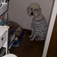 ボーダーのシャツを着て座る大型犬