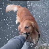 後ろ向きにトコトコ♪