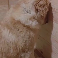 壁に頭をつけて微動だにしない子犬