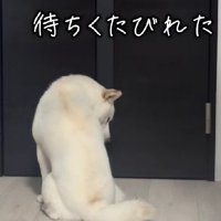 ガックリと肩を落とした