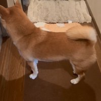 そっぽを向く柴犬