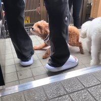 ククくんがご来店